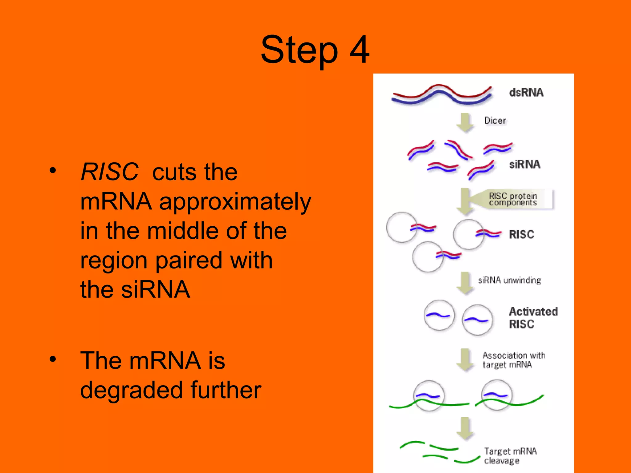 Step 4
• RISC cuts the
mRNA approximately
in the middle of the
region paired with
the siRNA
• The mRNA is
degraded further
 