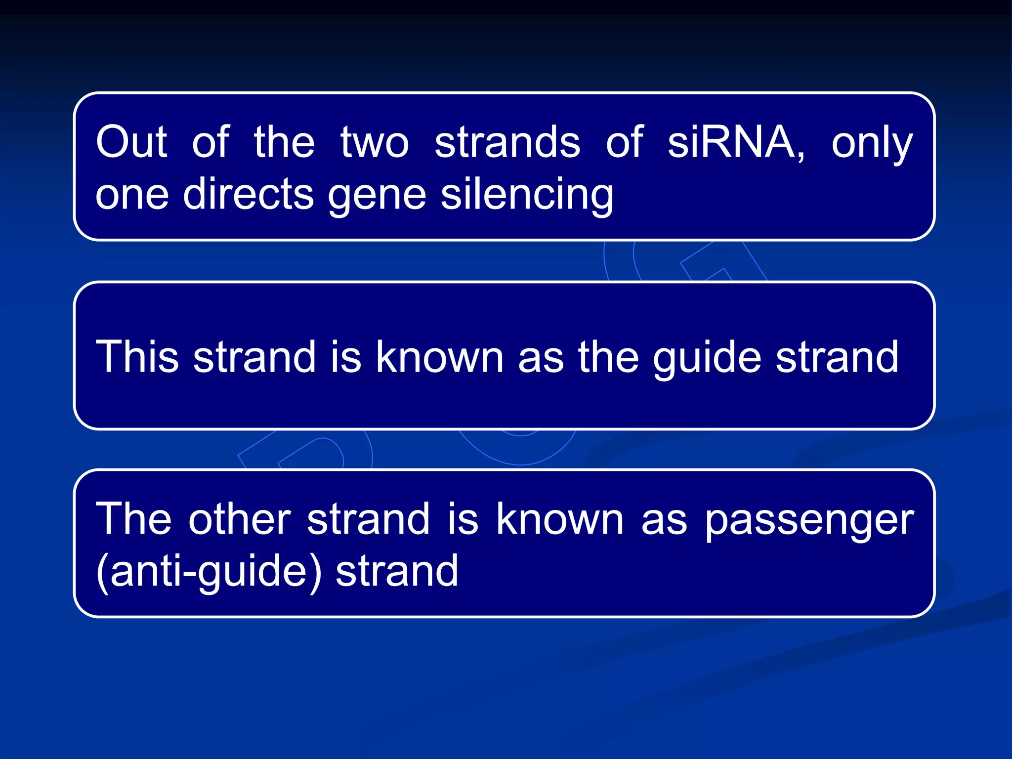 Out of the two strands of siRNA, only
one directs gene silencing
This strand is known as the guide strand
The other strand is known as passenger
(anti-guide) strand
 