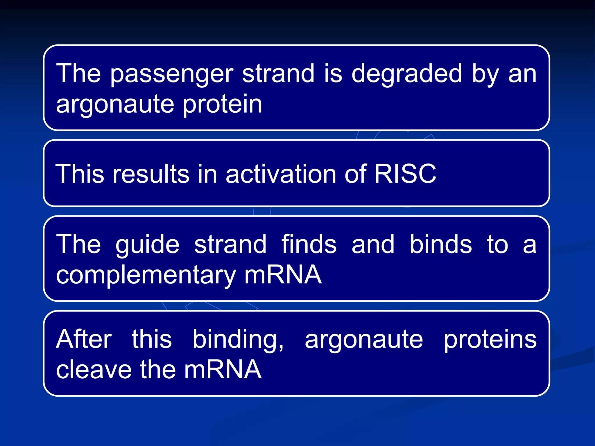 The passenger strand is degraded by an
argonaute protein
This results in activation of RISC
The guide strand finds and binds to a
complementary mRNA
After this binding, argonaute proteins
cleave the mRNA
 