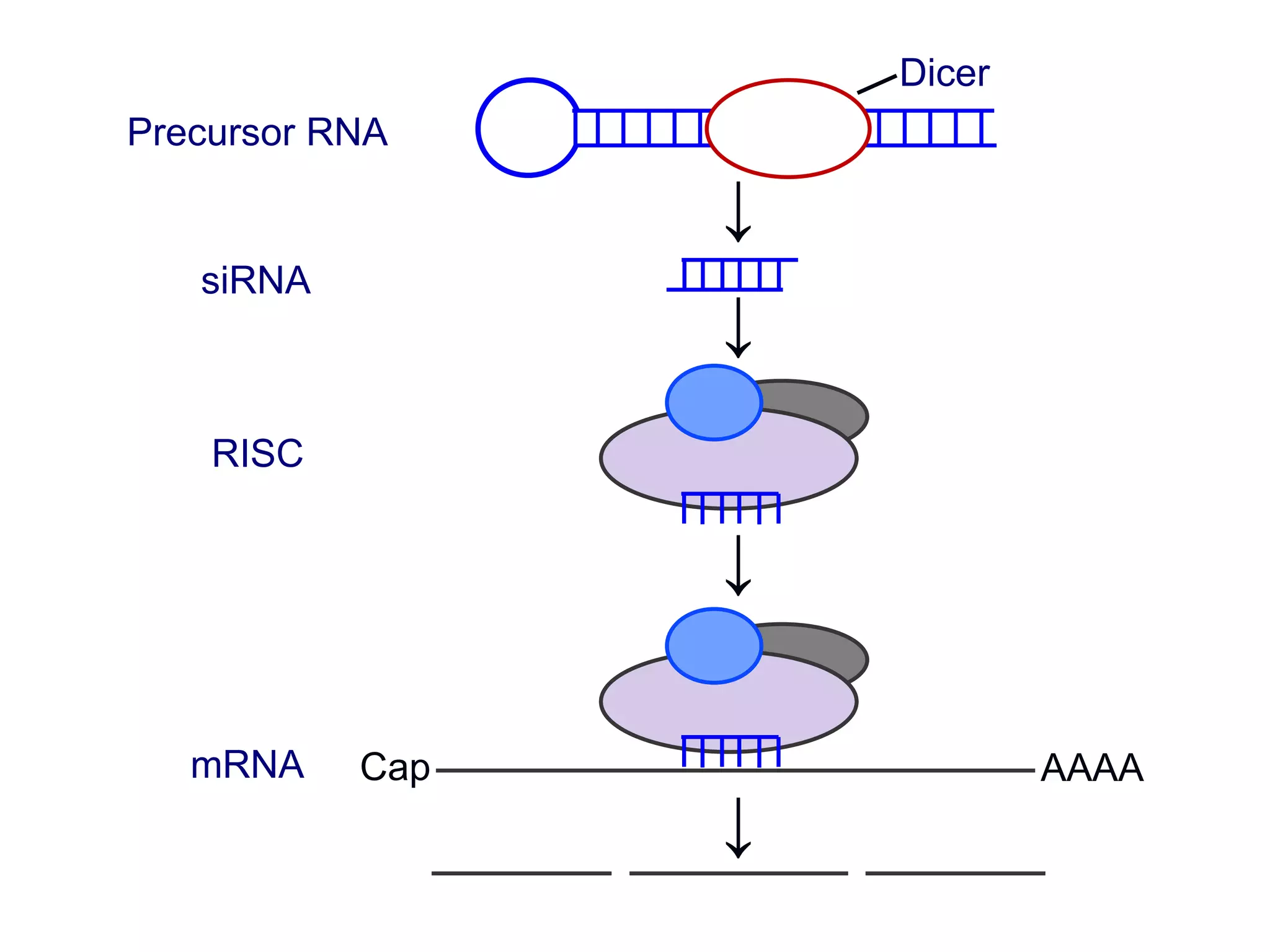 siRNA
mRNA
Precursor RNA
Dicer
RISC
Cap AAAA
↓
↓
↓
↓
 