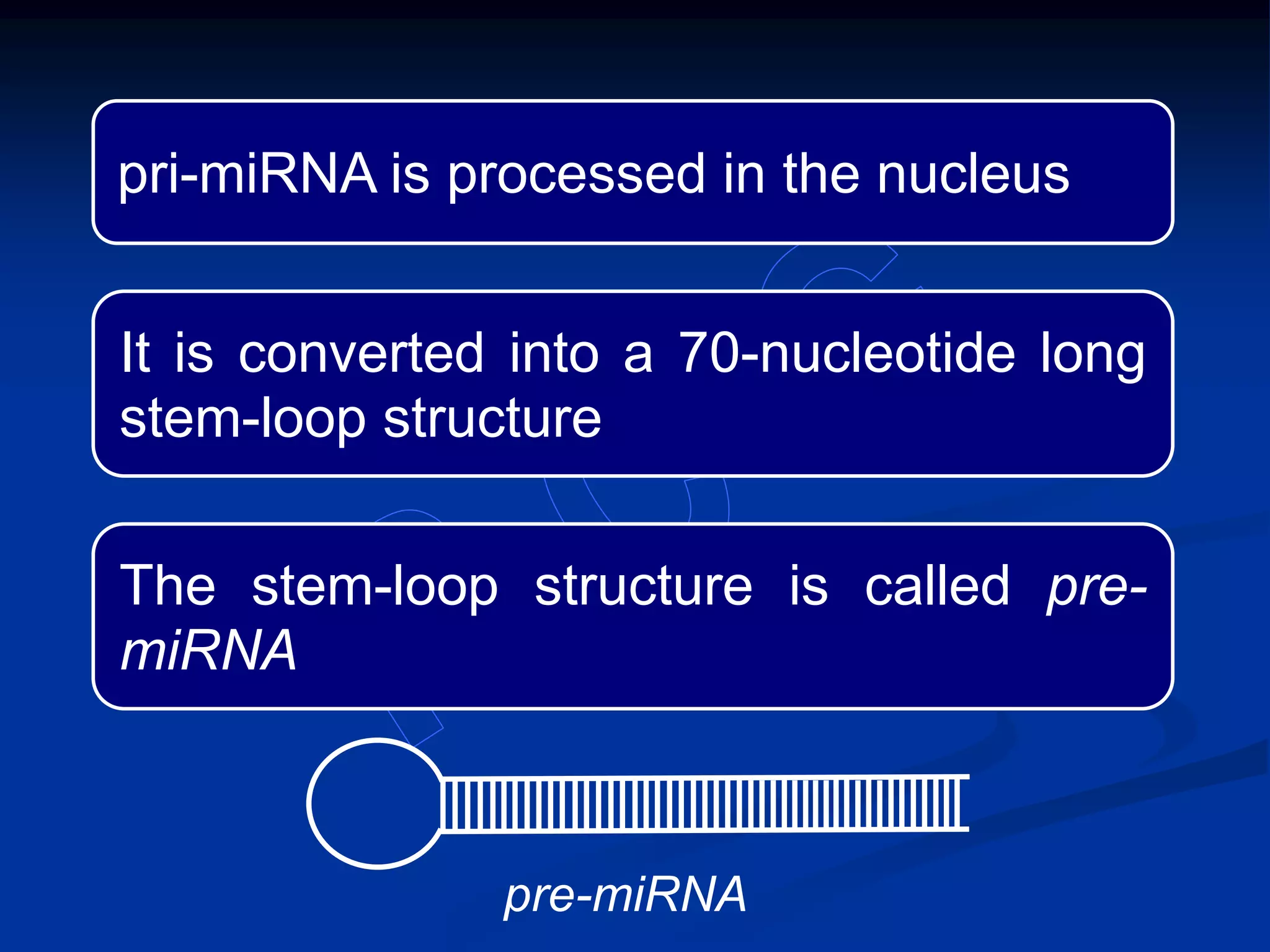pri-miRNA is processed in the nucleus
It is converted into a 70-nucleotide long
stem-loop structure
The stem-loop structure is called pre-
miRNA
pre-miRNA
 