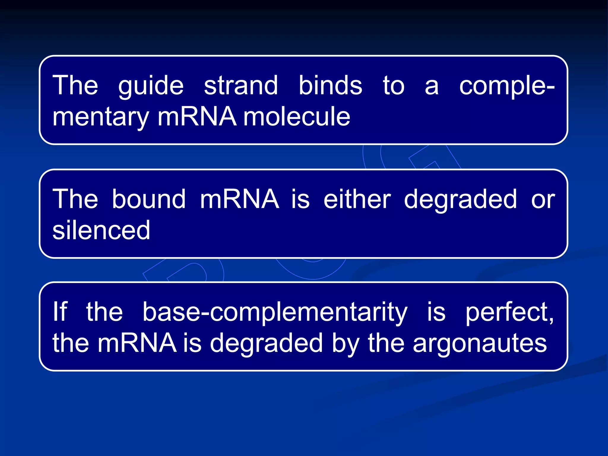 The guide strand binds to a comple-
mentary mRNA molecule
The bound mRNA is either degraded or
silenced
If the base-complementarity is perfect,
the mRNA is degraded by the argonautes
 