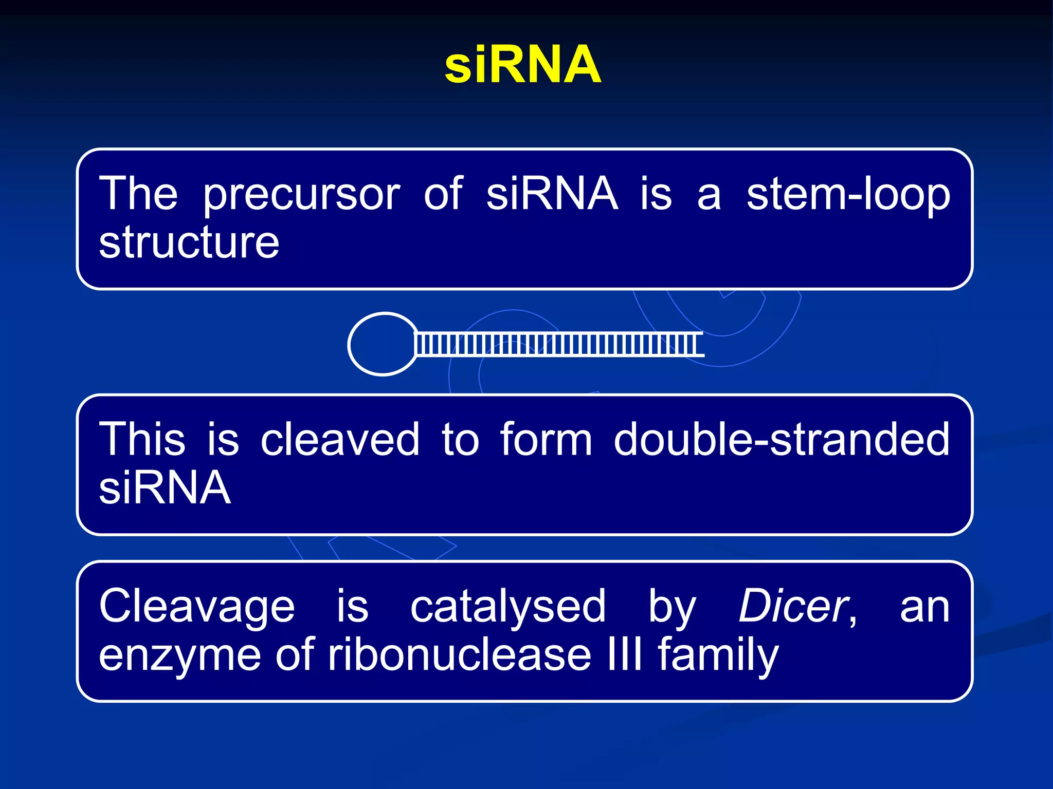 The precursor of siRNA is a stem-loop
structure
This is cleaved to form double-stranded
siRNA
Cleavage is catalysed by Dicer, an
enzyme of ribonuclease III family
siRNA
 