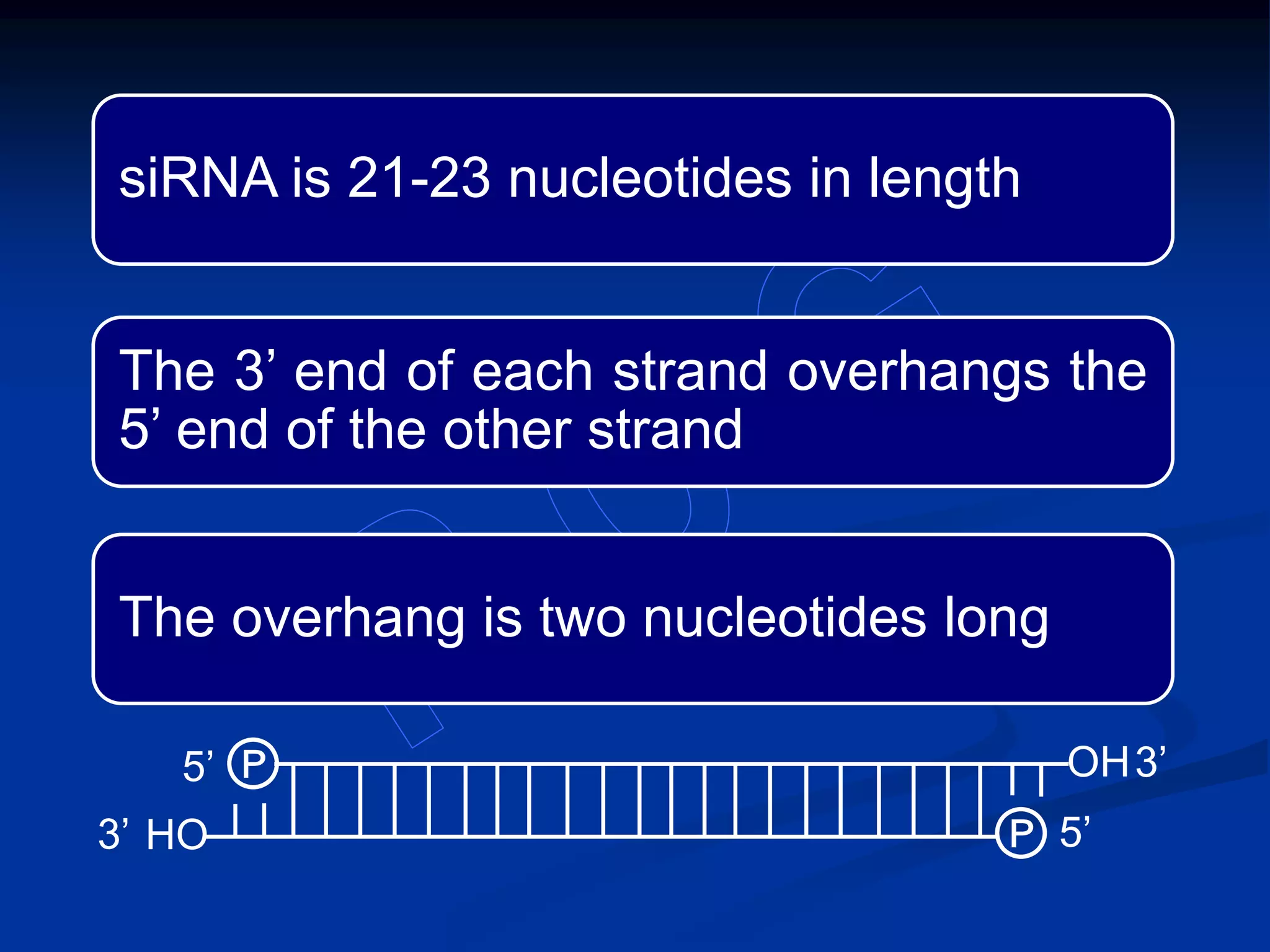 siRNA is 21-23 nucleotides in length
The 3’ end of each strand overhangs the
5’ end of the other strand
The overhang is two nucleotides long
OH
HO
℗
℗3’
3’5’
5’
 