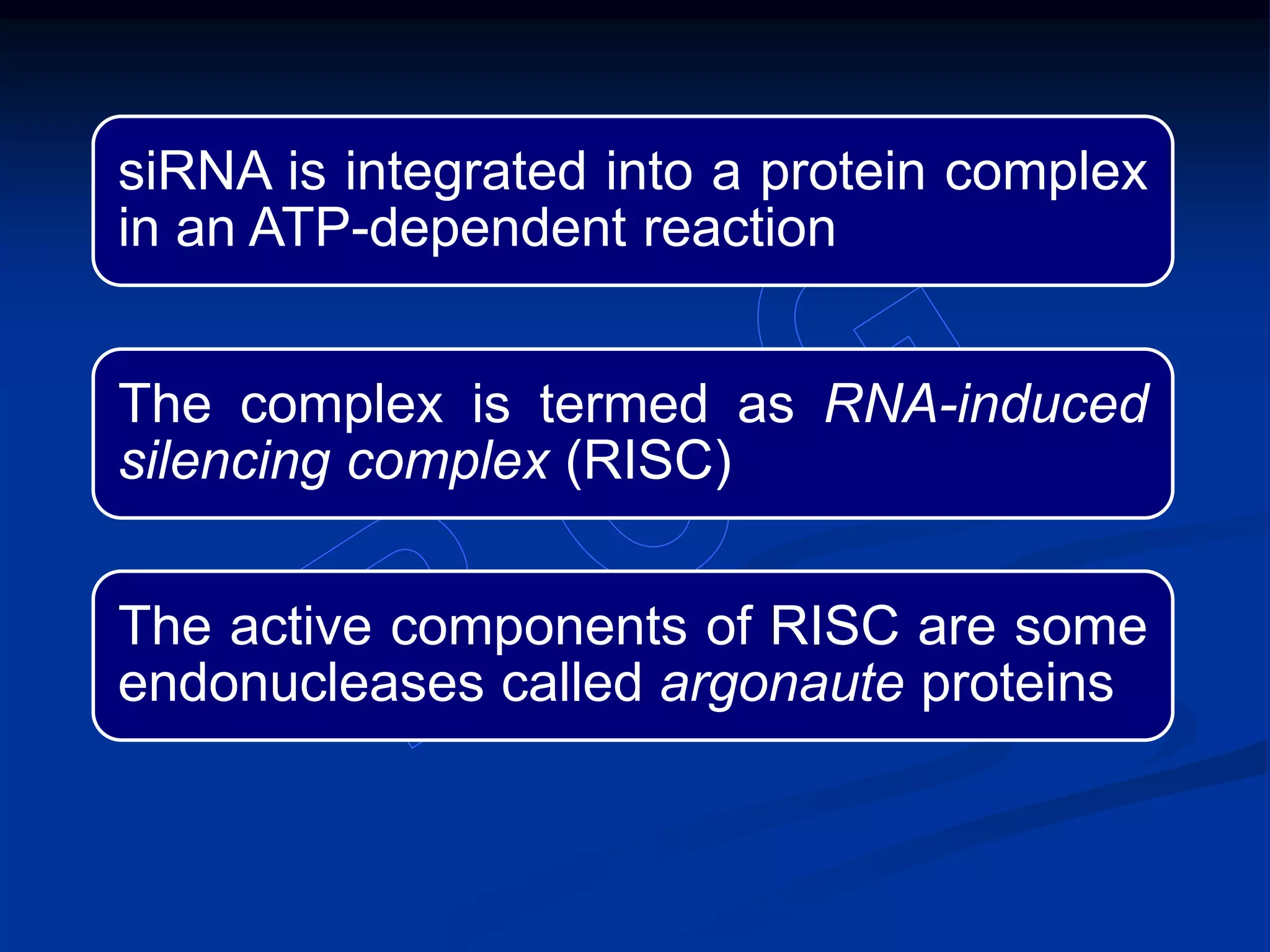 siRNA is integrated into a protein complex
in an ATP-dependent reaction
The complex is termed as RNA-induced
silencing complex (RISC)
The active components of RISC are some
endonucleases called argonaute proteins
 