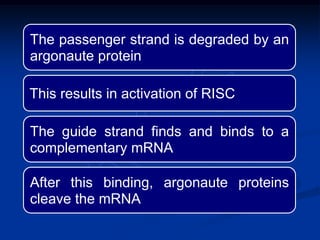 The passenger strand is degraded by an
argonaute protein
This results in activation of RISC
The guide strand finds and binds to a
complementary mRNA
After this binding, argonaute proteins
cleave the mRNA
 