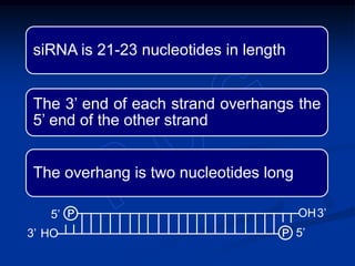 siRNA is 21-23 nucleotides in length
The 3’ end of each strand overhangs the
5’ end of the other strand
The overhang is two nucleotides long
OH
HO
℗
℗3’
3’5’
5’
 
