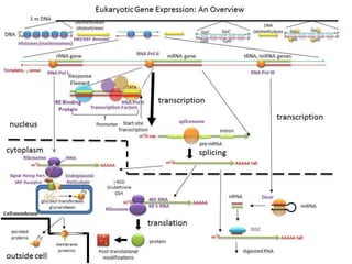 RNA Interference (RNAi) and RNA Induced Gene Silencing | PPTX