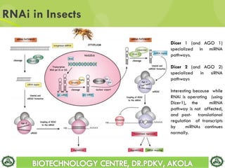 RNAi in Insects
Dicer 1 (and AGO 1)
specialized in miRNA
pathways.
Dicer 2 (and AGO 2)
specialized in siRNA
pathways
Interesting because while
RNAi is operating (using
Dicer1), the miRNA
pathway is not affected,
and post- translational
regulation of transcripts
by miRNAs continues
normally.
 