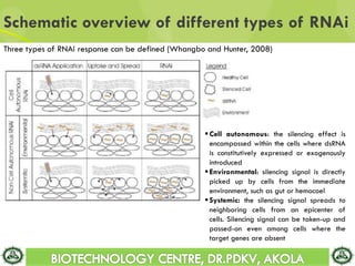 Schematic overview of different types of RNAi
Three types of RNAi response can be defined (Whangbo and Hunter, 2008)
Cell autonomous: the silencing effect is
encompassed within the cells where dsRNA
is constitutively expressed or exogenously
introduced
Environmental: silencing signal is directly
picked up by cells from the immediate
environment, such as gut or hemocoel
Systemic: the silencing signal spreads to
neighboring cells from an epicenter of
cells. Silencing signal can be taken-up and
passed-on even among cells where the
target genes are absent
 
