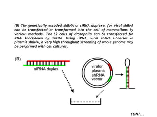 (B) The genetically encoded shRNA or siRNA duplexes for viral shRNA
can be transfected or transformed into the cell of mammalians by
various methods. The S2 cells of drosophila can be transfected for
RNAi knockdown by dsRNA. Using siRNA, viral shRNA libraries or
plasmid shRNA, a very high throughout screening of whole genome may
be performed with cell cultures.
CONT….
 