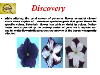 Discovery
• While altering the prtal colour of petunias flower scientist cloned
some extra copies of chalcone synthase gene that gives flower its
specific colour. Petunia’s flower has pink or violet in colour. Darker
flower was expected by the overexpression of gene but it imparts half
and ful white flowerindicating that the activity of the genes was greatly
effected.
 