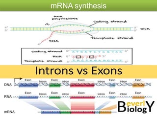 mRNA synthesis
 