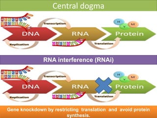 Central dogma
RNA interference (RNAi)
Gene knockdown by restricting translation and avoid protein
synthesis.
 