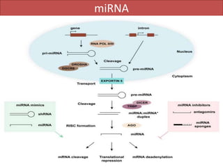 miRNA
 