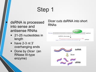 Step 1
• dsRNA is processed
into sense and
antisense RNAs
• 21-25 nucleotides in
length
• have 2-3 nt 3’
overhanging ends
• Done by Dicer (an
RNase III-type
enzyme)
Dicer cuts dsRNA into short
RNAs
 