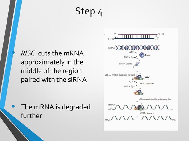 RNA Interference technology | PPT