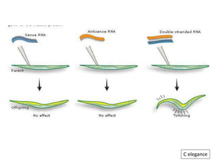 Rna interfernce | PPTX
