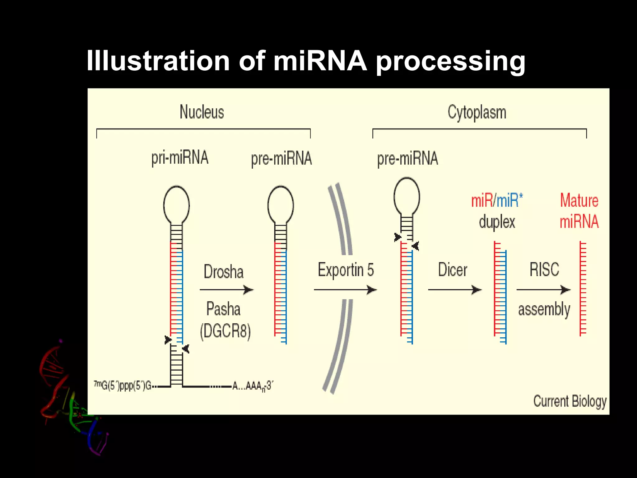Illustration of miRNA processing
 