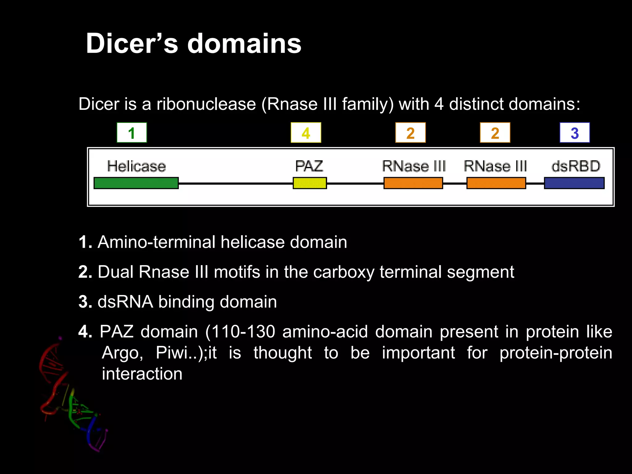 Dicer’s domains
1 4 32 2
Dicer is a ribonuclease (Rnase III family) with 4 distinct domainsDicer is a ribonuclease (Rnase III family) with 4 distinct domains:
1. Amino-terminal helicase domain
2. Dual Rnase III motifs in the carboxy terminal segment
3. dsRNA binding domain
4. PAZ domain (110-130 amino-acid domain present in protein like
Argo, Piwi..);it is thought to be important for protein-protein
interaction
 