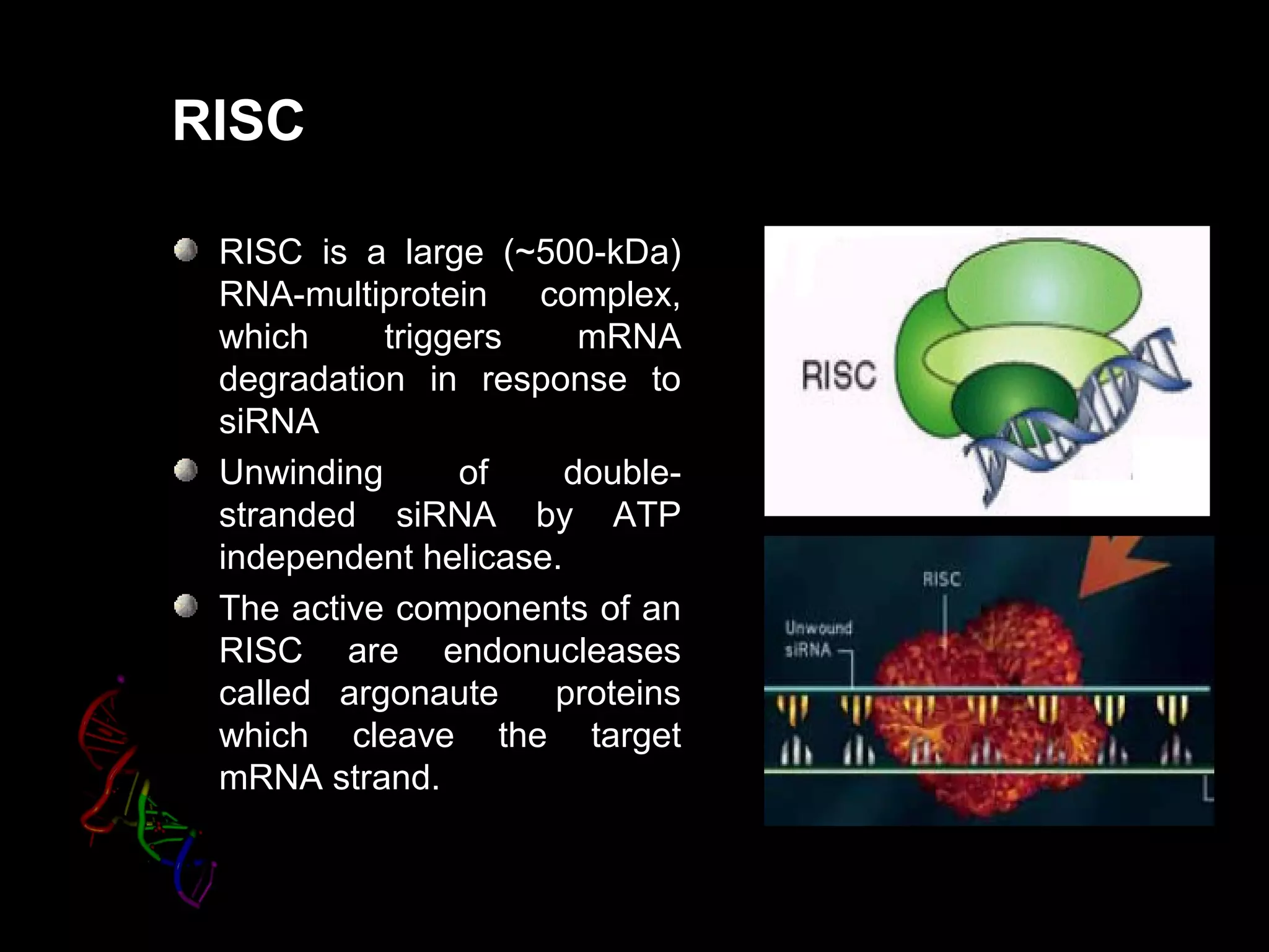 RISC
RISC is a large (~500-kDa)
RNA-multiprotein complex,
which triggers mRNA
degradation in response to
siRNA
Unwinding of double-
stranded siRNA by ATP
independent helicase.
The active components of an
RISC are endonucleases
called argonaute proteins
which cleave the target
mRNA strand.
 