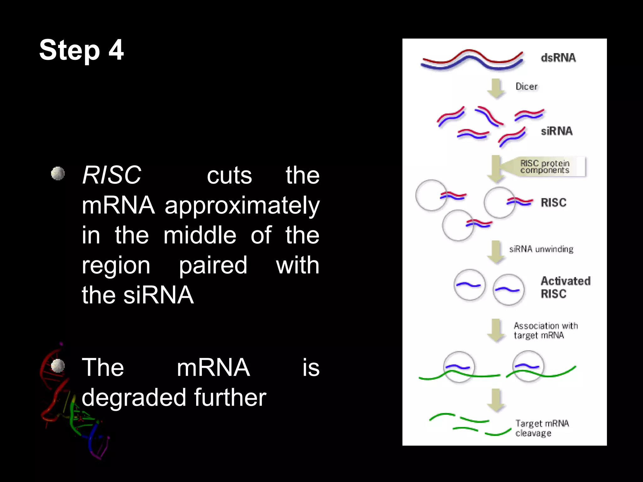 Step 4
RISC cuts the
mRNA approximately
in the middle of the
region paired with
the siRNA
The mRNA is
degraded further
 