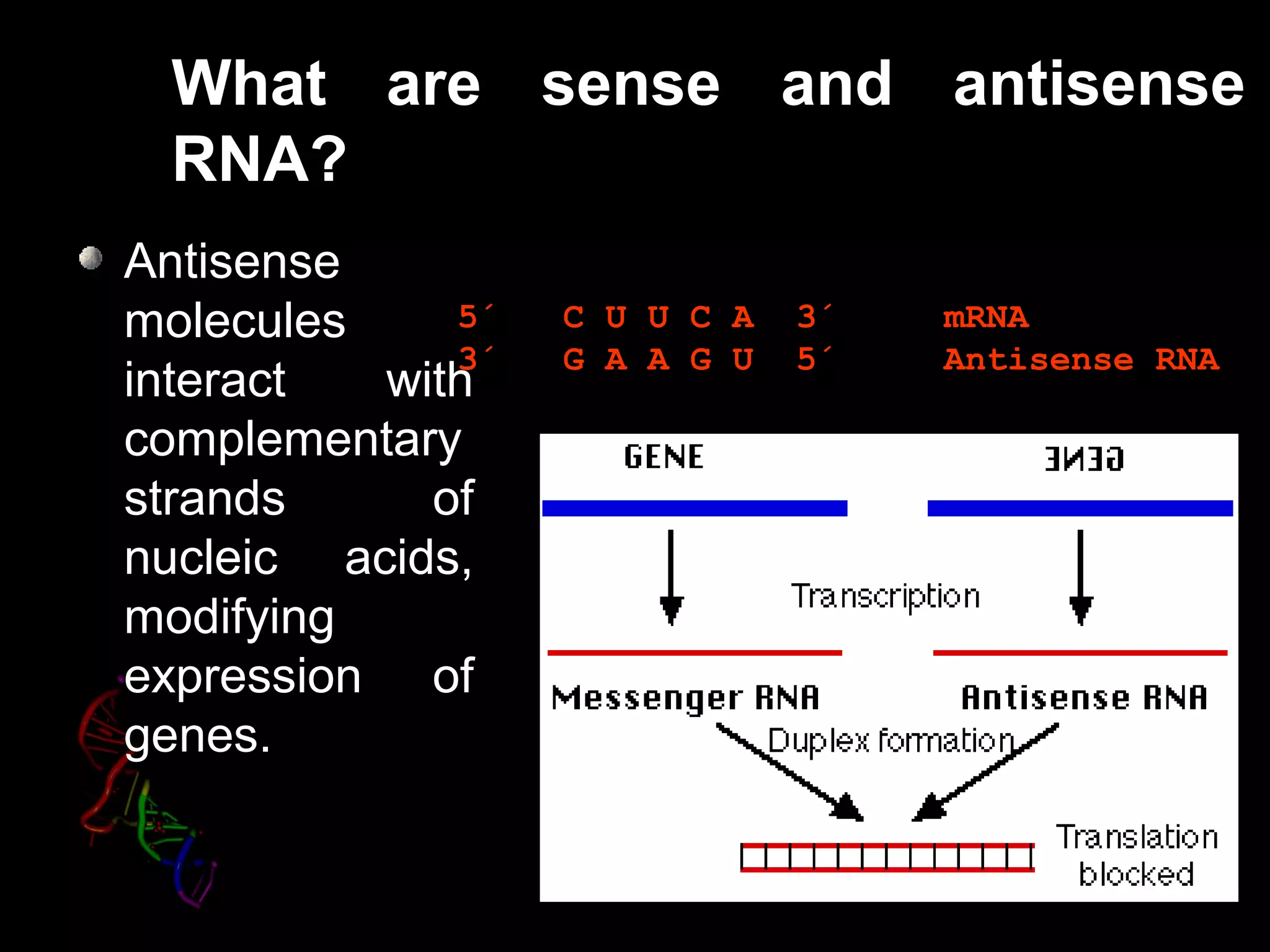 What are sense and antisense
RNA?
Antisense
molecules
interact with
complementary
strands of
nucleic acids,
modifying
expression of
genes.
5´   C U U C A  3´     mRNA
3´   G A A G U  5´     Antisense RNA
 