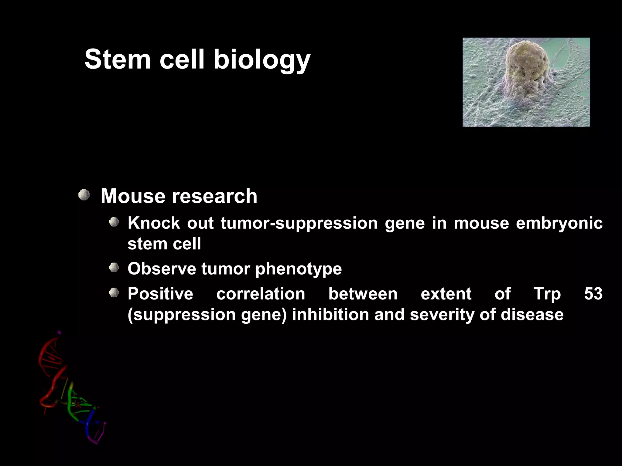 Stem cell biology
Mouse research
Knock out tumor-suppression gene in mouse embryonic
stem cell
Observe tumor phenotype
Positive correlation between extent of Trp 53
(suppression gene) inhibition and severity of disease
 