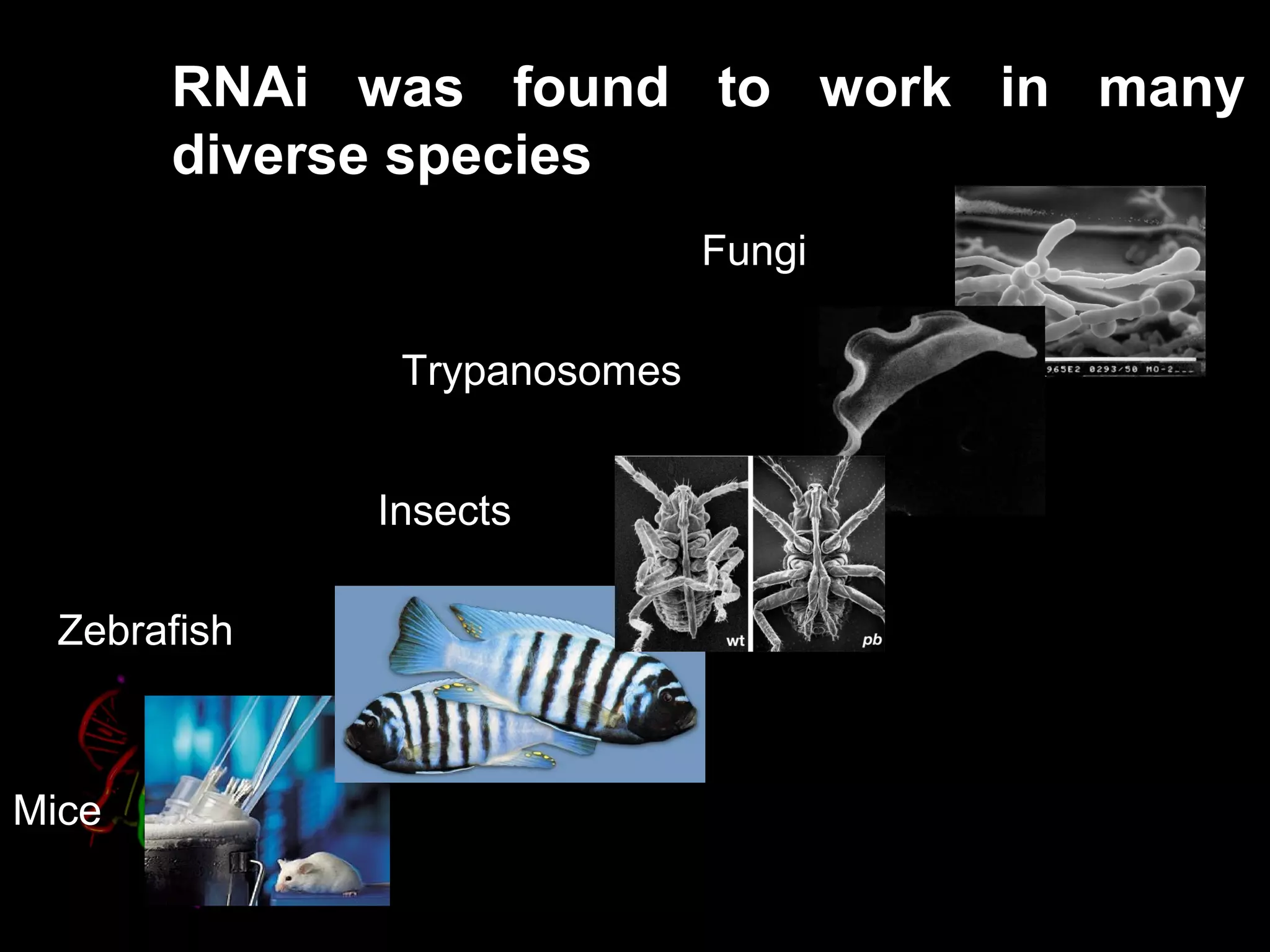 RNAi was found to work in many
diverse species
Fungi
Trypanosomes
Insects
Zebrafish
Mice
 