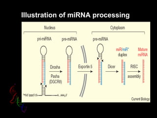 Illustration of miRNA processing
 