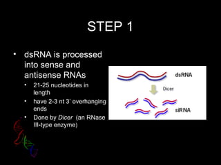 STEP 1
• dsRNA is processed
into sense and
antisense RNAs
• 21-25 nucleotides in
length
• have 2-3 nt 3’ overhanging
ends
• Done by Dicer (an RNase
III-type enzyme)
 