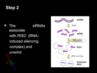 Step 2
The siRNAs
associate
with RISC (RNA-
induced silencing
complex) and
unwind
 