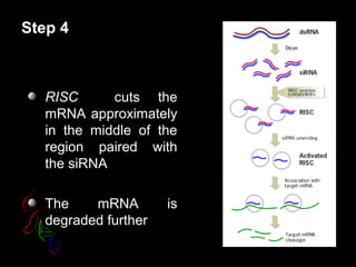 Step 4
RISC cuts the
mRNA approximately
in the middle of the
region paired with
the siRNA
The mRNA is
degraded further
 