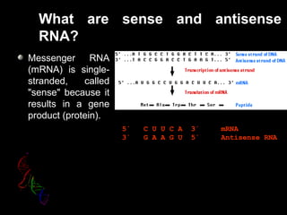 What are sense and antisense
RNA?
Messenger RNA
(mRNA) is single-
stranded, called
"sense" because it
results in a gene
product (protein).
5´   C U U C A  3´     mRNA
3´   G A A G U  5´     Antisense RNA
 