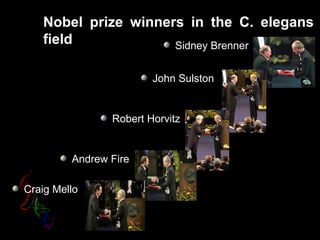 Nobel prize winners in the C. elegans
field Sidney Brenner
John Sulston
Robert Horvitz
Andrew Fire
Craig Mello
 