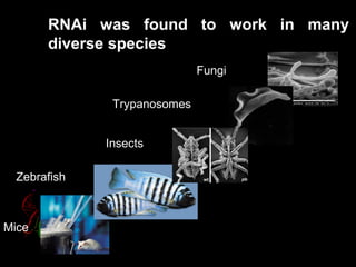 RNAi was found to work in many
diverse species
Fungi
Trypanosomes
Insects
Zebrafish
Mice
 
