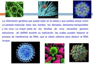 La información genética que puede estar en la célula y que pudiera actuar como un parásito molecular  tiene  dos  fuentes,  los  llamados  elementos transponibles y los virus. La mayor parte de  las  familias  de  virus  conocidos  generan  estructuras  de dsRNA durante su replicación, las cuales pueden disparar el proceso de interferencia de RNA, que la célula utilizaría para destruir al RNA invasor. 
