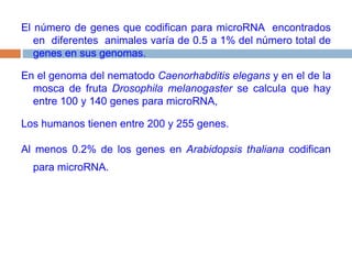 El número de genes que codifican para microRNA  encontrados  en  diferentes  animales varía de 0.5 a 1% del número total de genes en sus genomas. En el genoma del nematodo Caenorhabditiselegansy en el de la mosca de fruta Drosophilamelanogasterse calcula que hay entre 100 y 140 genes para microRNA, Los humanos tienen entre 200 y 255 genes. Al menos 0.2% de los genes en Arabidopsisthalianacodifican para microRNA. 