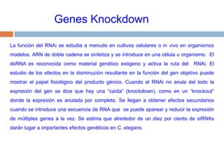 Genes KnockdownLa función del RNAi se estudia a menudo en cultivos celulares o in vivo en organismos modelos. ARN de doble cadena se sintetiza y se introduce en una célula u organismo.  El dsRNA es reconocida como material genético exógeno y activa la ruta del  RNAi. El estudio de los efectos en la disminución resultante en la función del gen objetivo puede mostrar el papel fisiológico del producto génico. Cuando el RNAi no anula del todo la expresión del gen se dice que hay una “caída” (knockdown), como en un “knockout” donde la expresión es anulada por completo. Se llegan a obtener efectos secundarios cuando se introduce una secuencia de RNA que  se puede aparear y reducir la expresión de múltiples genes a la vez. Se estima que alrededor de un diez por ciento de siRNAs  darán lugar a importantes efectos genéticos en C. elegans.