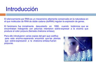 IntroducciónEl silenciamiento por RNA es un mecanismo altamente conservado en la naturaleza en el que moléculas de RNA de doble cadena (dsRNA) regulan la expresión de genes. El fenómeno fue inicialmente  descubierto  en  1990,  cuando  botánicos que se encontraban trabajando con petunias intentaron sobre-expresar a la enzima que produce el color púrpura (llamada chalconasintasa). Para ello introdujeron varias copias del gen que codifica  para  esta  enzima esperando  encontrar  que las  plantas  que  sobre-expresaran  a  la  chalconasintasa fueran púrpuras.