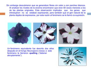 Sin embargo descubrieron que se generaban flores sin color o con parches blancos. Al analizar los niveles de la enzima encontraron que eran 50 veces menores a los de las plantas originales. Esta observación implicaba  que  los genes  que  introdujeron  no  se  estaban expresando, pero también que el gen natural de la planta dejaba de expresarse, por esta razón al fenómeno se le llamó co-supresión.Un fenómeno  equivalente  fue  descrito  dos  años  después en el hongo Neurospora crassa; a  este  fenómeno  le  llamaron  quelling  (“detener abruptamente”). 
