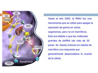 Hasta  el  año  2000,  la  RNAi  fue  una  herramienta que se utilizó para apagar la expresión de genes en varios organismos, pero no en mamíferos. Esto era debido a que las moléculas grandes  de  dsRNA  (de  más  de  30  pares  de  bases) inducen en células de mamífero una respuesta que  generalmente  desencadena  la  muerte  de la célula.