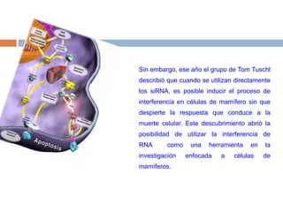 Sin embargo, ese año el grupo de Tom Tuschl describió que cuando se utilizan directamente los siRNA, es posible inducir el proceso de interferencia en células de mamífero sin que despierte la respuesta que conduce a la muerte celular. Este descubrimiento abrió la posibilidad  de  utilizar  la  interferencia  de  RNA  como una herramienta en la investigación enfocada a células de mamíferos.