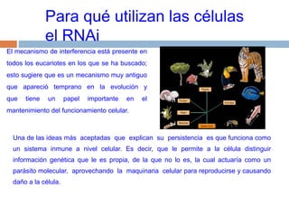 Para qué utilizan las células  el RNAiEl mecanismo de interferencia está presente en todos los eucariotes en los que se ha buscado; esto sugiere que es un mecanismo muy antiguo que  apareció  temprano  en  la  evolución  y  que tiene un papel importante en el mantenimiento del funcionamiento celular.Una de las ideas más  aceptadas  que  explican  su  persistencia  es que funciona como un sistema inmune a nivel celular. Es decir, que le permite a la célula distinguir información genética que le es propia, de la que no lo es, la cual actuaría como un parásito molecular,  aprovechando  la  maquinaria  celular para reproducirse y causando daño a la célula. 
