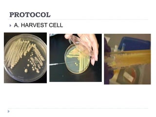 PROTOCOL
 A. HARVEST CELL
 