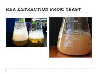 RNA EXTRACTION FROM YEAST
 