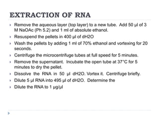 EXTRACTION OF RNA
 Remove the aqueous layer (top layer) to a new tube. Add 50 µl of 3
M NaOAc (Ph 5.2) and 1 ml of absolute ethanol.
 Resuspend the pellets in 400 µl of dH2O
 Wash the pellets by adding 1 ml of 70% ethanol and vortexing for 20
seconds.
 Centrifuge the microcentrifuge tubes at full speed for 5 minutes.
 Remove the supernatant. Incubate the open tube at 37°C for 5
minutes to dry the pellet.
 Dissolve the RNA in 50 µl dH2O. Vortex it. Centrifuge briefly.
 Dilute 5 µl RNA into 495 µl of dH2O. Determine the
 Dilute the RNA to 1 µg/µl
 