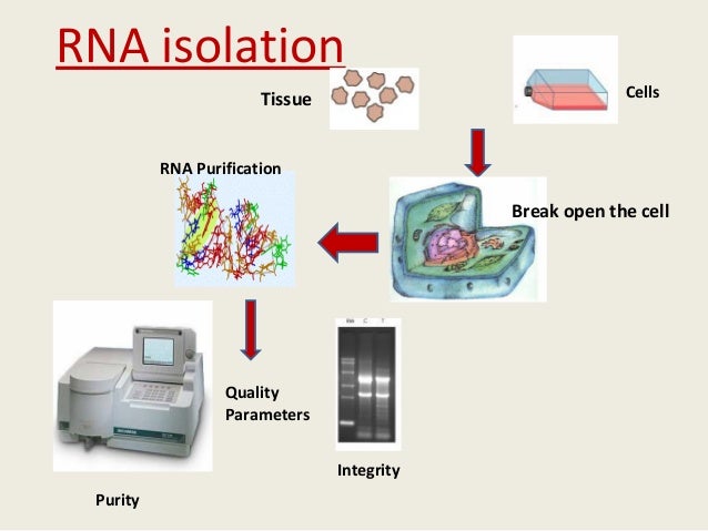 Isolation of RNA and its application