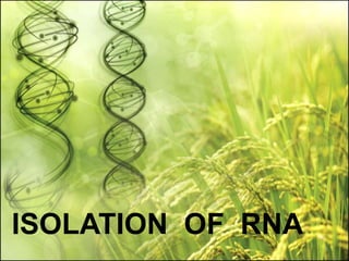 ISOLATION OF RNA
2
 
