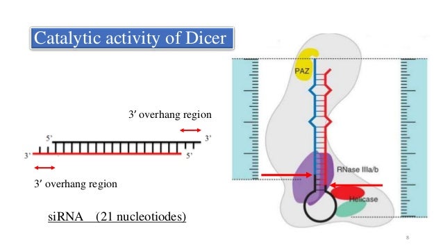 RNA INTERFERENCE TECHNOLOGY